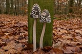Coprinopsis picacea image