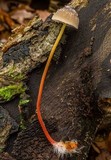 Mycena crocata image