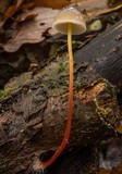 Mycena crocata image