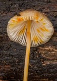 Mycena crocata image