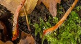 Mycena crocata image