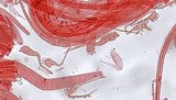 Mycena crocata image
