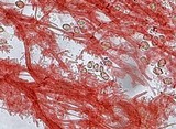 Mycena crocata image