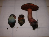 Boletus erythropus image