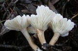 Clitocybe trulliformis image