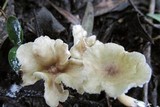 Clitocybe trulliformis image
