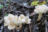 Clitocybe trulliformis image