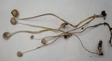 Mycena vitilis image
