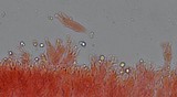 Mycena vitilis image