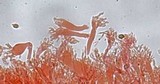 Mycena vitilis image