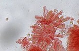 Mycena vitilis image