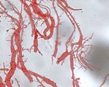 Mycena vitilis image