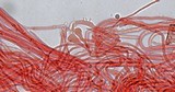 Mycena vitilis image