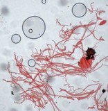 Mycena vitilis image