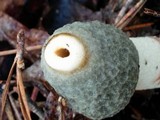Phallus ravenelii image