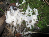 Sebacina incrustans image