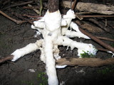 Sebacina incrustans image