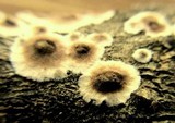 Peniophora albobadia image