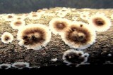 Peniophora albobadia image
