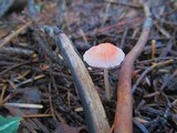Atheniella adonis image