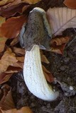 Phallus ravenelii image