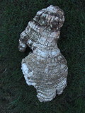 Fomitopsis officinalis image