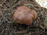 Tricholoma imbricatum image