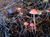 Atheniella adonis image