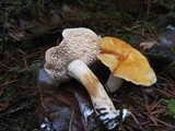 Hydnum oregonense image