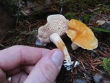 Hydnum oregonense image