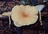 Clitocybe salmonilamella image