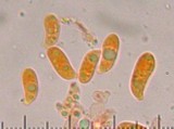 Clitocybe salmonilamella image