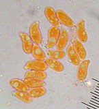 Clitocybe salmonilamella image