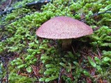 Suillus lakei image