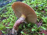 Suillus lakei image