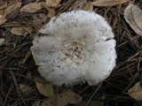 Amanita silvicola image