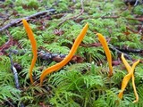 Clavulinopsis laeticolor image