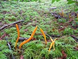 Clavulinopsis laeticolor image