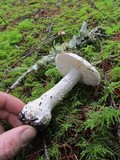 Amanita silvicola image