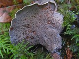 Sarcodon fuscoindicus image