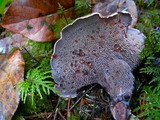 Sarcodon fuscoindicus image
