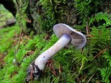 Cortinarius occidentalis image