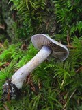 Cortinarius occidentalis image