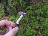 Cortinarius occidentalis image