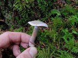 Cortinarius occidentalis image