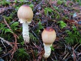 Lepiota magnispora image