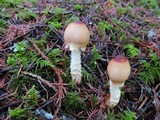 Lepiota magnispora image