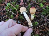 Lepiota magnispora image