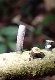Camillea leprieurii image