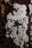 Ceratiomyxa fruticulosa var. fruticulosa image